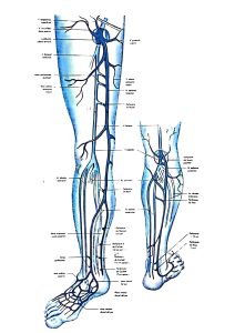 Diferencia entre venas y arterias